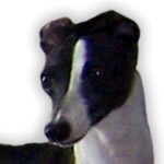 "Hairicane Tessa" Seal Wild Irish Italian Greyhound Female